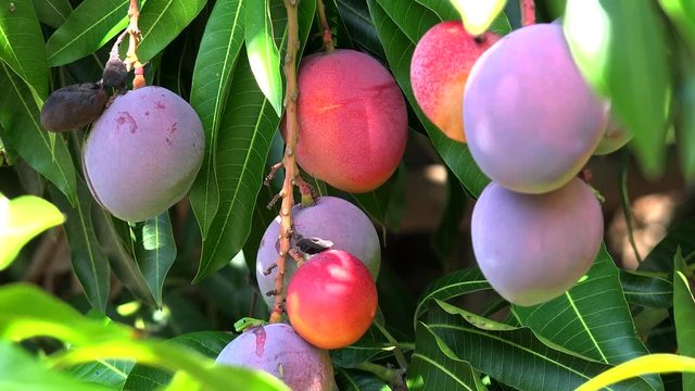 Nearly ripened purple mango fruits on a tree.