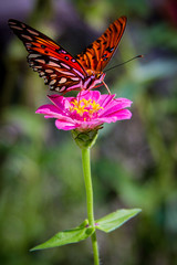 Butterfly Macro