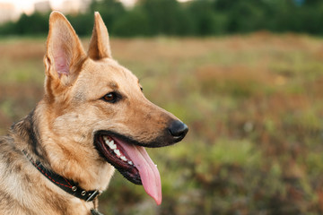 Close up portrait of a dog standing in grass