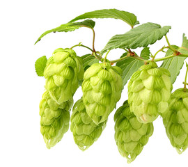 Hanging fresh branches hop with leaves isolated.