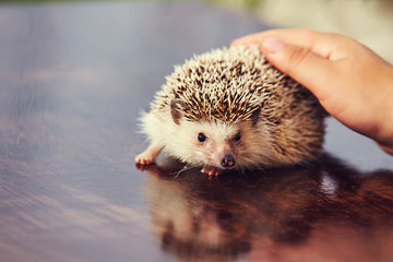 hedgehog on the table