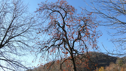 Albero di cachi