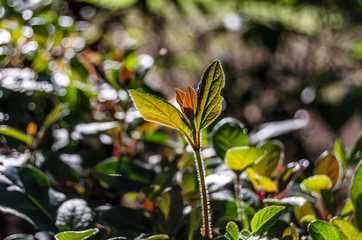 Obraz premium Autumn colors background