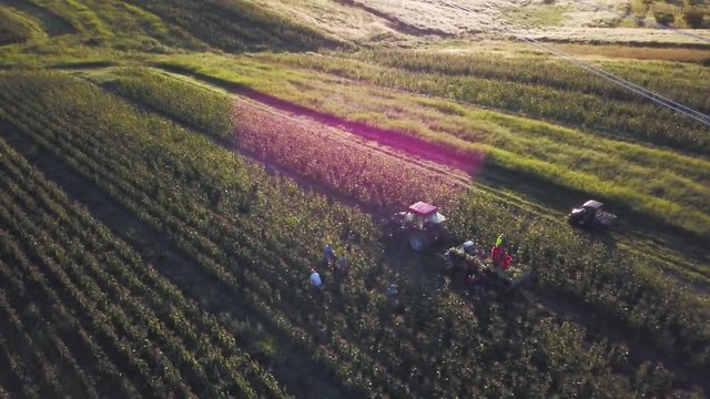 Aerial of rows and rows of cornfield with people picking corn and tractor nearby and powerlines.