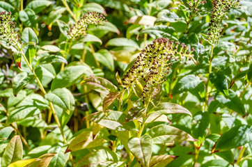 Autumn colors background