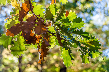 Autumn colors background