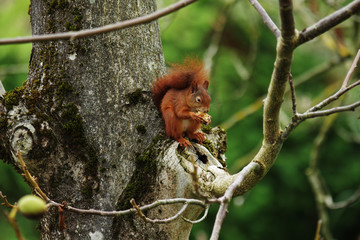 Eichhörnchen sitzt im Baum 