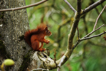 Eichhörnchen sitzt im Baum 