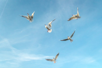 Möwen fangen das Essen im Fluge