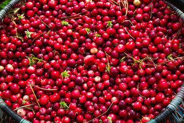 ripe red cranberries