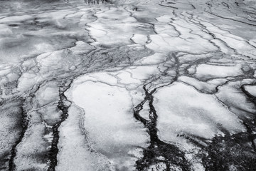 Black and White pattern in nature