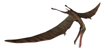 Anhanguera prehistoric bird - 3D render © Elenarts