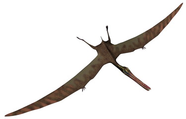 Anhanguera prehistoric bird - 3D render © Elenarts