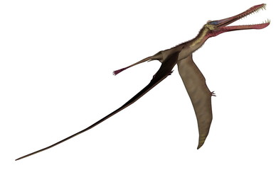 Anhanguera prehistoric bird - 3D render © Elenarts