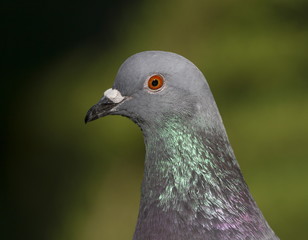 Rock dove or pigeon, columba livia