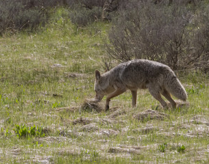 Fototapeta premium Coyote Foraging