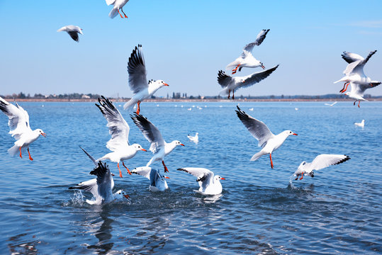  white sea gulls flying over the water surface