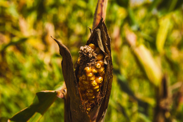 Feed corn growing in the field