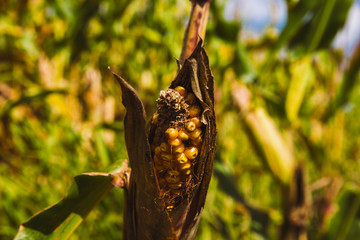Feed corn growing in the field