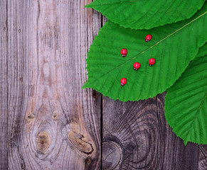 green leaf of a chestnut and red ladybugs