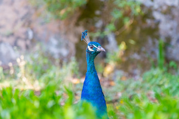 Obraz premium head bird peacock in plant and grass