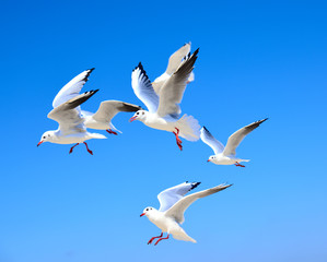 A flock of white gulls floating in the air