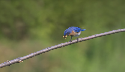 Obraz premium Male Bluebird with a Mouthful of Worms