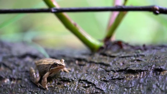 Focus pull from far away on a patch of multiple mushrooms to foreground on a frog shot at Amager f&aelig;lled autumn/fall of 2017