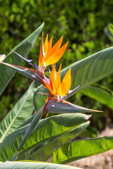 Strelitzia Or Bird Of Paradise Flower in portugal