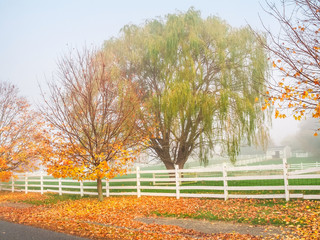 Late Autumn Weeping Willow