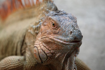 iguane au soleil