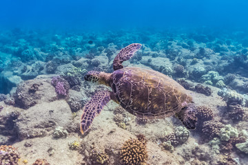 Turtle Swimming Over Reef