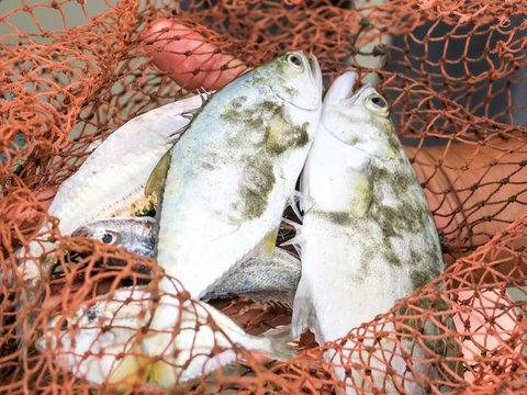 Thailand, Chang Wat Phang-nga, Tambon Khuekkhak, Tote Fische im Fischernetz, traditionelles Fischen