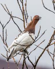 Willow Ptarmigan