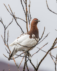 Male Willow Ptarmigan