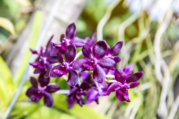 Purple orchids in the garden.