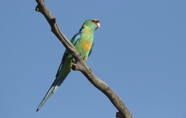 Fototapeta na wymiar Ring-necked parrot with copy space