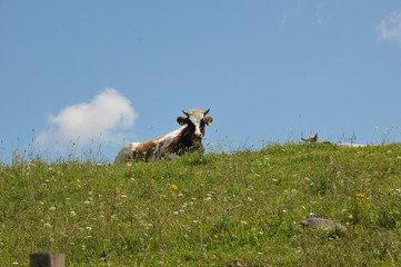 krowa na łące © Krzysztof
