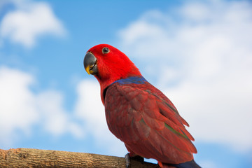 Eclectus parrot on a tree branch with blue sky background