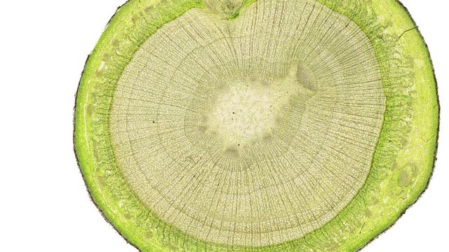cross section cut of a stem under the microscope