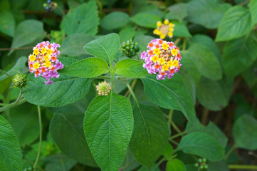 Lantana camara