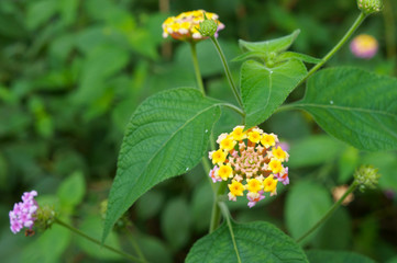 Lantana camara