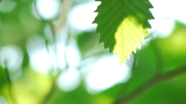 揺れる葉