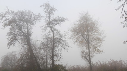 Fototapeta na wymiar Nebbia in campagna