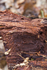 rotting fallen tree trunk