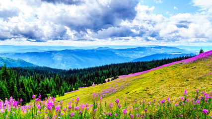 Hiking through alpine meadows covered in pink fireweed wildflowers in the high alpine near the village of Sun Peaks, in the Shuswap Highlands in central British Columbia Canada