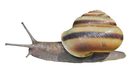 Snail 7