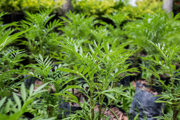 Marigold seedlings.