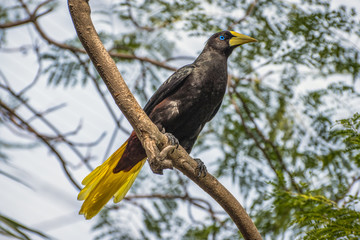  Surinam Crested Oropendoa