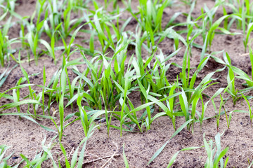 green leaves of wheat